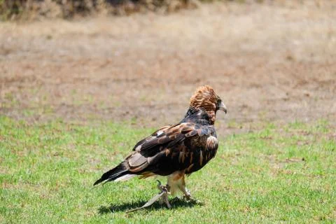 Bird perched on the tree Stock Photos
