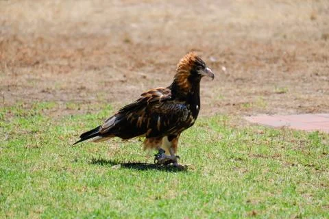 Bird perched on the tree Stock Photos
