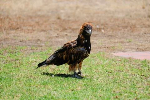 Bird perched on the tree Stock Photos