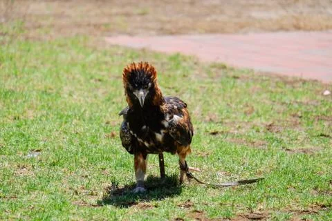 Bird perched on the tree Stock Photos
