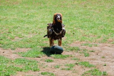 Bird perched on the tree Stock Photos