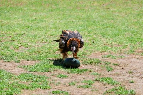 Bird perched on the tree Stock Photos