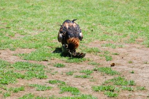 Bird perched on the tree Foto stock