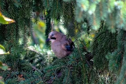 A bird perched on a tree. Stock Photos