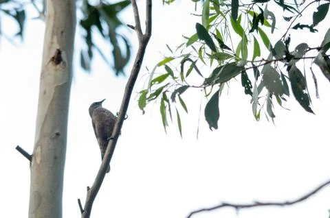 Bird perched in a tree Stock Photos