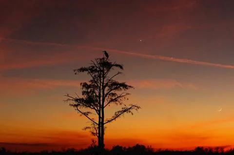 Bird perched in a tree at sunset in the Florida Swamp Stock Photos