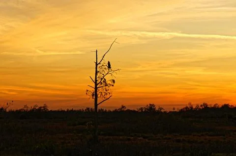 Bird perched in a tree at sunset in the Florida Swamp Stock Photos