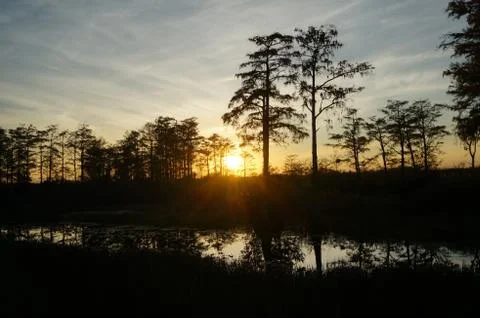 Bird perched in a tree at sunset in the Florida Swamp Stock Photos