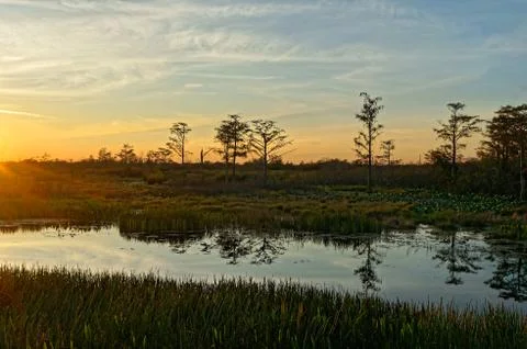 Bird perched in a tree at sunset in the Florida Swamp Stock Photos