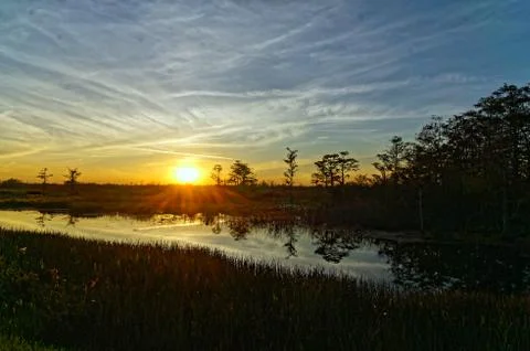 Bird perched in a tree at sunset in the Florida Swamp Stock Photos