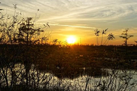 Bird perched in a tree at sunset in the Florida Swamp Stock Photos