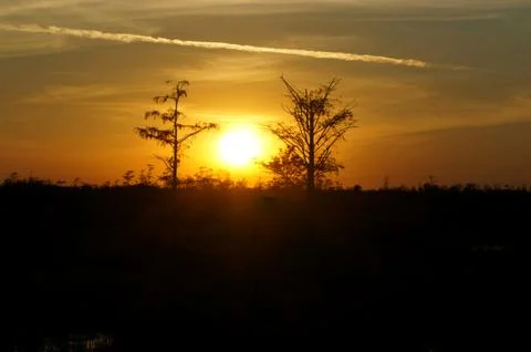 Bird perched in a tree at sunset in the Florida Swamp Stock Photos