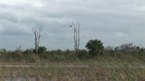 Bird Perched In A Tree In Swampy Landscape 스톡 동영상 19030876