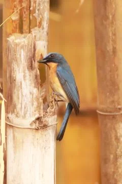 BIRD PERCHED ON TREE TRUNK Foto stock