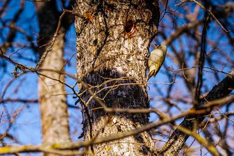 Bird perched on a tree trunk with a visible hole, surrounded by branches an.. Stock Photos