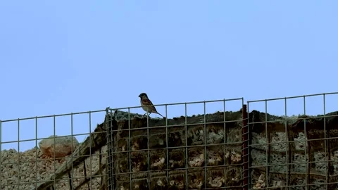 A bird is perched on the well Stockbeeldmateriaal 245715711