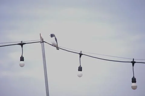 A bird is perched on a wire above a string of lights Foto stock