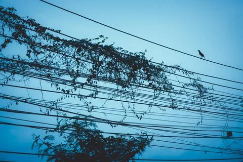 A bird is perched on a wire above a tree Stock Photos