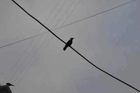 Bird perched on a wire against a cloudy sky during the late afternoon in an Stock Photos
