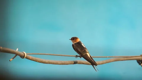 Bird perched on a wire Stock Footage 278138333