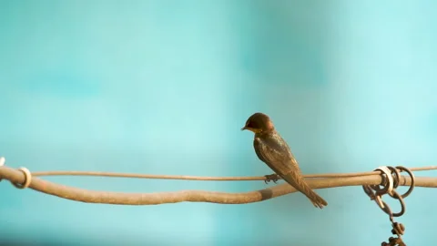 Bird perched on a wire Stock Footage 278138349