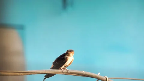 Bird perched on a wire Stock Footage 278138352