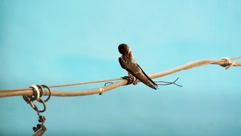 Bird perched on a wire Stock Footage 278138354