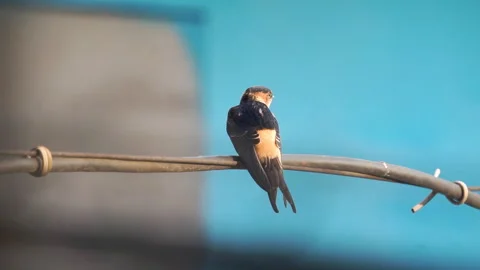 Bird perched on a wire Stock Footage 278138357