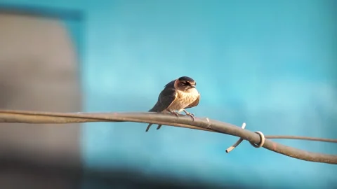Bird perched on a wire Stock Footage 278138405