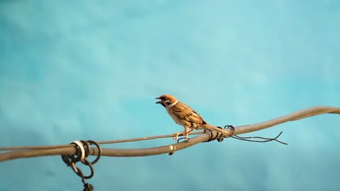 Bird perched on a wire Stock Footage 278138441
