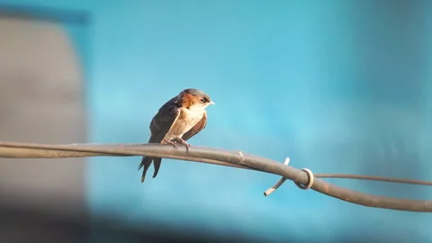 Bird perched on a wire Stock Footage 278138460