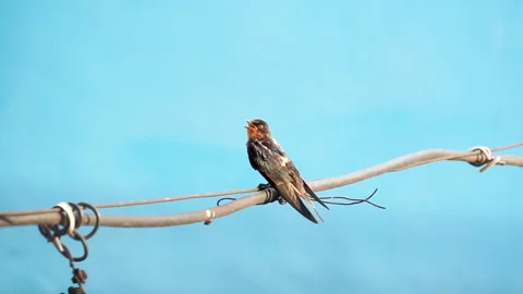 Bird perched on a wire Stock Footage 278138472