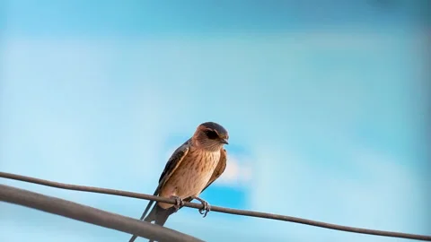 Bird perched on a wire Stock Footage 278138734