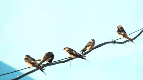 Bird perched on a wire Stock Footage 278138743