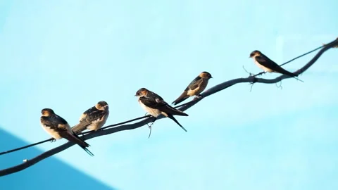 Bird perched on a wire Stock Footage 278138763