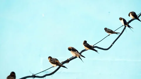 Bird perched on a wire Stock Footage 278138765