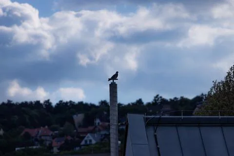Bird perches atop concrete post under cloudy sky Stock Photos