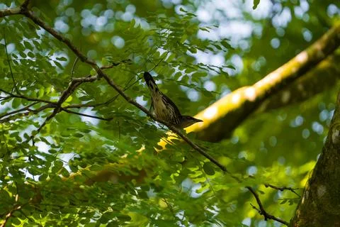 Bird perches calmly on slender tree branch Stock Photos