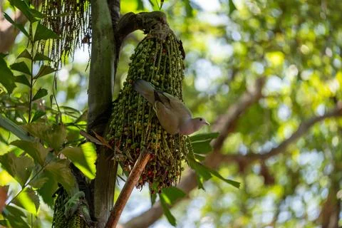 Bird perches on a cluster of green fruit Stock Photos