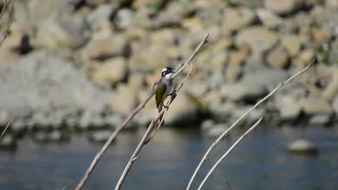 A bird perches on a dry branch  Stock Footage 319411552