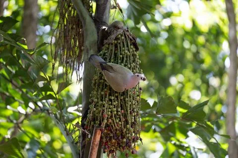 Bird perches on fruiting palm tree branch Stock Photos