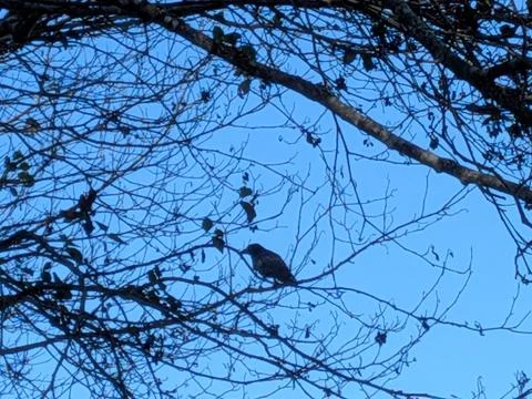 A bird perches gracefully on thin branches beneath bright blue skies Stock Photos