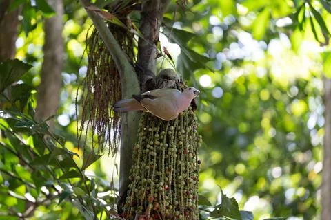 Bird perches on hanging fruit cluster 库存照片