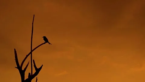 A bird perches on a leafless tree at sunset, silhouetted against a vibrant sky. Video stock 314343132