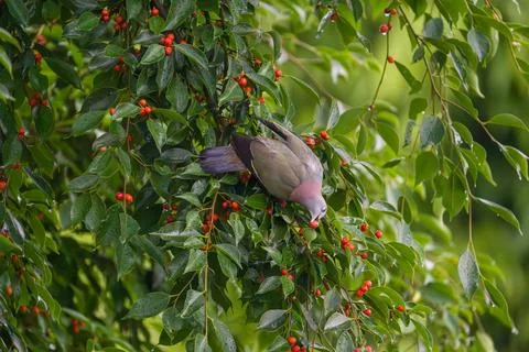 Bird perches on leafy branch with red berries Stock Photos