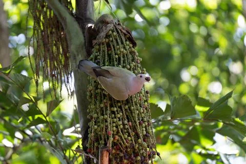 Bird perches on palm fruit cluster Stock Photos