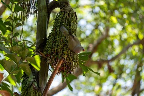 Bird perches on palm fruit cluster Stock Photos