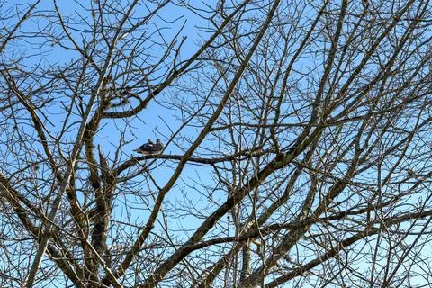 Bird perches quietly on bare tree branches Stock Photos