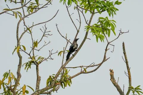 Bird perches quietly on slender tree branch Stock Photos