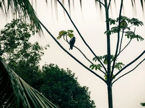 Bird perches on a slender tree branch Stockfoto's